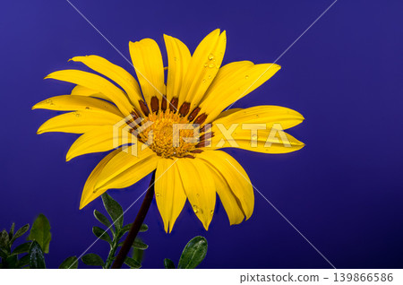Yellow Gazania Treasure Flower with Water Drops on Blue Background 139866586