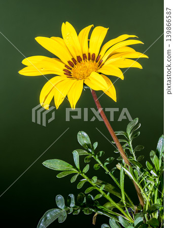 Yellow Gazania Treasure Flower with Water Drops on Green Background 139866587