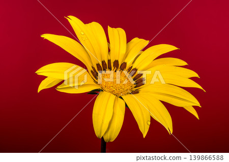 Beautiful Yellow Gazania Treasure Flower with Water Drops on Red Background Beautiful Yellow Gazania Treasure Flower with Water Drops on Red Background 139866588