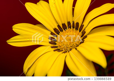 Beautiful Yellow Gazania Treasure Flower with Water Drops on Red Background 139866589