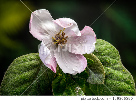 Close-up of a Pale Pink Quince Blossom Close-up of a Pale Pink Quince Blossom 139866590