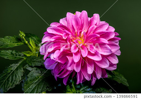 Vibrant Pink Dahlia Flower with Green Leaves and Buds Vibrant Pink Dahlia Flower with Green Leaves and Buds 139866591