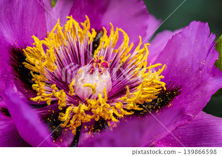 Vibrant Purple Tree Peony Flower Blooming in a Spring Garden Vibrant Purple Tree Peony Flower Blooming in a Spring Garden 139866598