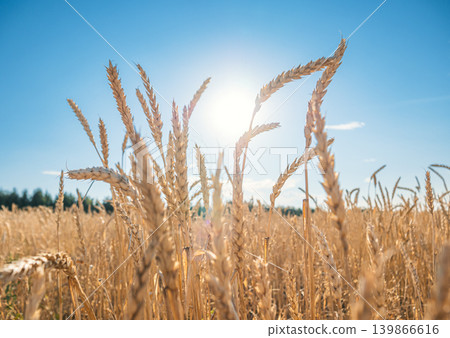 Golden wheat field under the bright sunlight on a clear summer day in the countryside, with blue sky in the background. 139866616