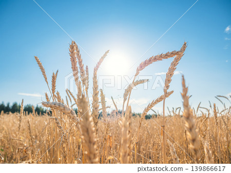 Golden wheat field under the bright sunlight on a clear summer day in the countryside, with blue sky in the background. 139866617