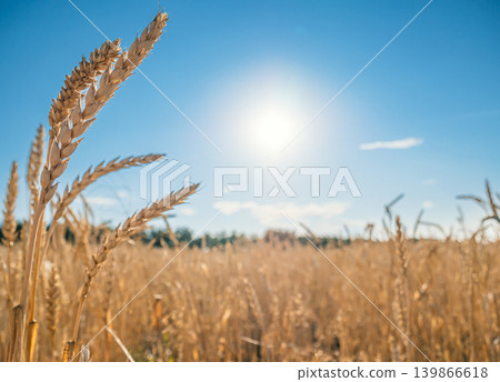 Golden wheat field under the bright sunlight on a clear summer day in the countryside, with blue sky in the background. 139866618