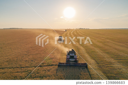Multiple combine harvesters move through an expansive golden wheat field, harvesting crops under the bright setting sun 139866683