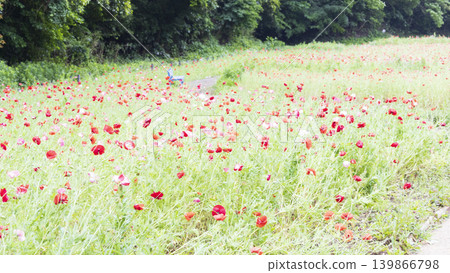 Early summer at Kurihama Flower Park Early summer at Kurihama Flower Park 139866798