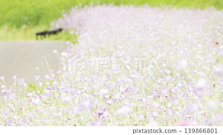 Early summer at Kurihama Flower Park Early summer at Kurihama Flower Park 139866801