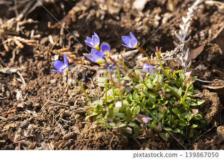 Hinasou flowers Hinasou flowers 139867050