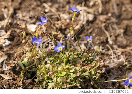 Hinasou flowers Hinasou flowers 139867051