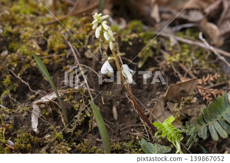 Osaba grass flower Osaba grass flower 139867052