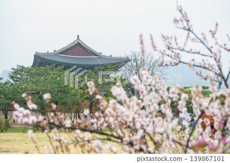 Pink cherry blossom at Gyeongbokgung palace in spring, Seoul 139867101