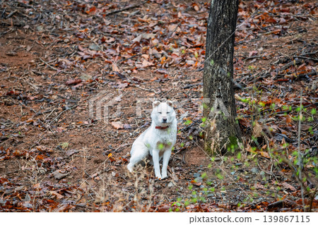 korean jindo white dog sit and nap at mountain slope, Seoul korean jindo white dog sit and nap at mountain slope, Seoul 139867115