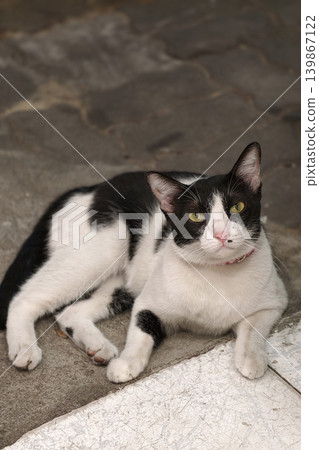 Portrait of tabby black and white cat look at camera at night Portrait of tabby black and white cat look at camera at night 139867122