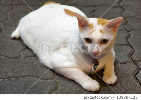 Tabby pregnant fat cat on footpath. Pet portrait Tabby pregnant fat cat on footpath. Pet portrait 139867123