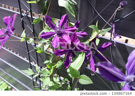 鐵線蓮「優雅」的紫色花朵。 139867164