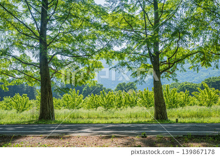 Metasequoia tree-lined avenue, a tourist attraction in the Okubiwako area, Makino-cho, Takashima City, Shiga Prefecture 139867178