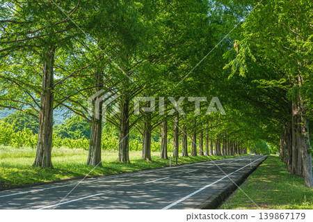 滋賀縣高島市牧野町大尾塚地區的水杉林蔭大道,是個旅遊景點。 滋賀縣高島市牧野町大尾塚地區的水杉林蔭大道,是個旅遊景點。 139867179