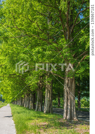 Metasequoia tree-lined avenue, a tourist attraction in the Okubiwako area, Makino-cho, Takashima City, Shiga Prefecture 139867181