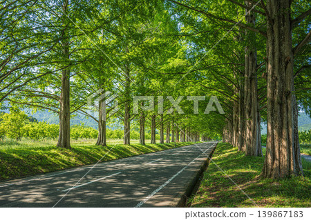 Metasequoia tree-lined avenue, a tourist attraction in the Okubiwako area, Makino-cho, Takashima City, Shiga Prefecture 139867183