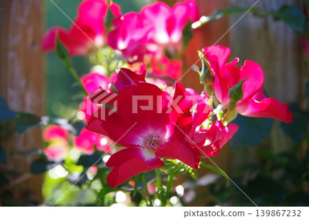 A red rose A red rose 139867232