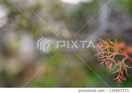 A macro view of red branch tips floating in soft spring colors. A macro view of red branch tips floating in soft spring colors. 139867373