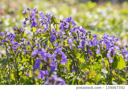 Flowers of Murasakihanana Flowers of Murasakihanana 139867392