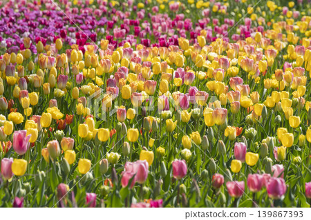 Tulip flower Tulip flower 139867393