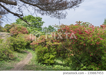 Azaleas blooming on Mt. Tazuka in early summer, Minamisanriku Town, Miyagi Prefecture Azaleas blooming on Mt. Tazuka in early summer, Minamisanriku Town, Miyagi Prefecture 139867453