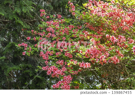 初夏時節，宮城縣南三陸町田塚山上的杜鵑花盛開 139867455