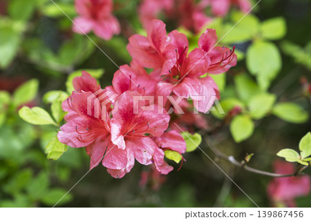 Azaleas blooming on Mt. Tazuka in early summer, Minamisanriku Town, Miyagi Prefecture Azaleas blooming on Mt. Tazuka in early summer, Minamisanriku Town, Miyagi Prefecture 139867456