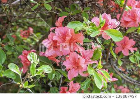 Azaleas blooming on Mt. Tazuka in early summer, Minamisanriku Town, Miyagi Prefecture Azaleas blooming on Mt. Tazuka in early summer, Minamisanriku Town, Miyagi Prefecture 139867457