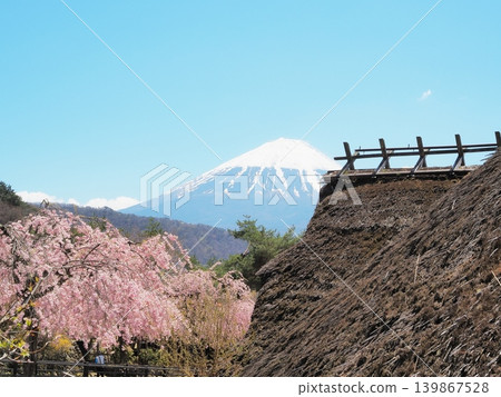 山梨縣,療癒之鄉念波,垂枝櫻花盛開,四月 山梨縣,療癒之鄉念波,垂枝櫻花盛開,四月 139867528