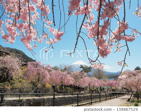 Yamanashi Prefecture, Healing Village Nenba, where cherry blossoms are in full bloom, April 139867529