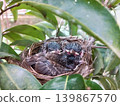Three red-vented bulbul chicks waiting in their nest for food. 139867570