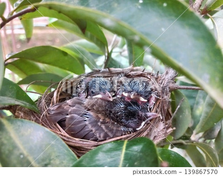 Three red-vented bulbul chicks waiting in their nest for food. 139867570