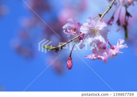 櫻花和花苞在蔚藍的春日天空下格外醒目。 139867789