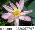 Lotus 139867797