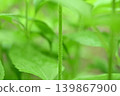 菊芋莖[背景素材] 139867900