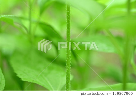 菊芋莖[背景素材] 139867900