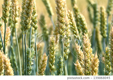 Fresh wheat 139868045