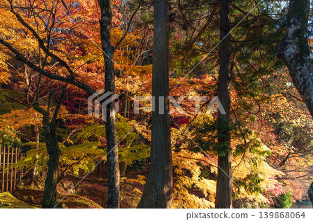 Autumn scenery in the forest Autumn scenery in the forest 139868064