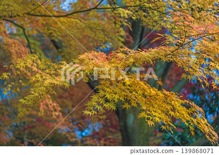 森林中的秋景 森林中的秋景 139868071