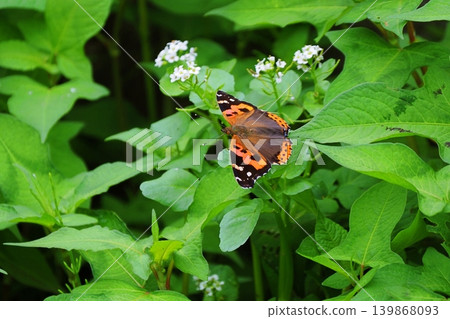 A red admiral butterfly feeding on nectar from a watercress flower. A red admiral butterfly feeding on nectar from a watercress flower. 139868093