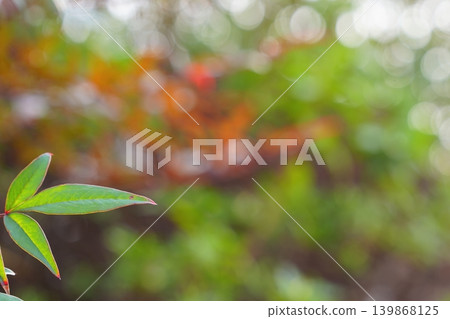 Green leaves and spring-colored flower petals illuminated by soft light. Green leaves and spring-colored flower petals illuminated by soft light. 139868125