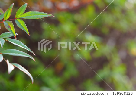 A background image featuring fresh green leaves blending into the colors of spring. A background image featuring fresh green leaves blending into the colors of spring. 139868126