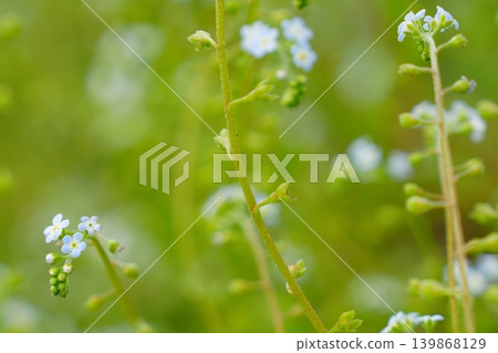 A macro view of forget-me-nots blooming in soft spring colors. A macro view of forget-me-nots blooming in soft spring colors. 139868129