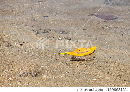 [Ishigaki Island] Mudskippers in the mangroves of the Fukitogawa River 139868131
