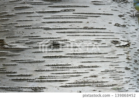 The trunk of a white birch tree, with horizontal stripes spreading across its white bark. The trunk of a white birch tree, with horizontal stripes spreading across its white bark. 139868452